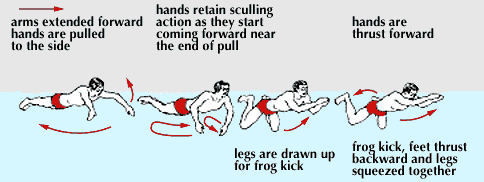 teknik dasar renang gaya dada