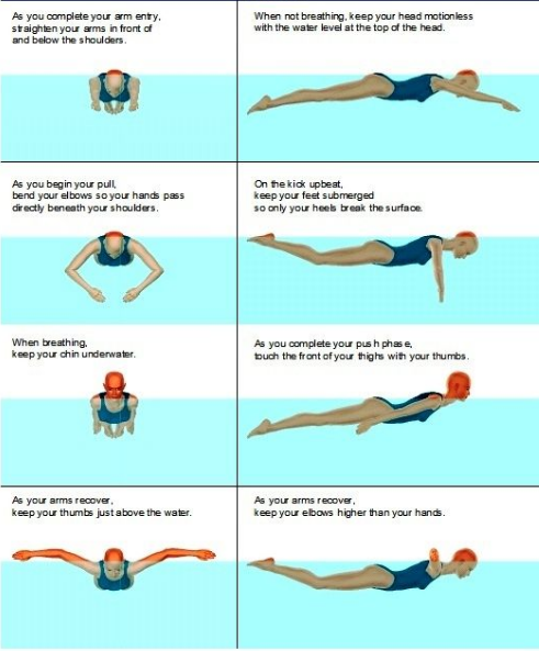 teknik dasar renang gaya kupu-kupu