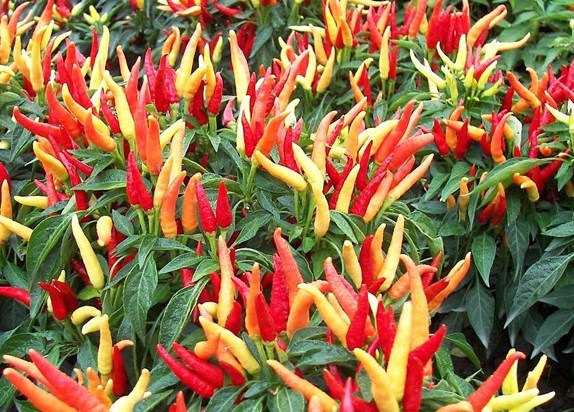 Cara Menanam Cabe Rawit Yang Baik Rumah Tangga dan Usaha