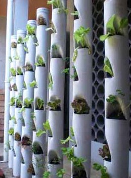 media tanam hidroponik paralon vertikal