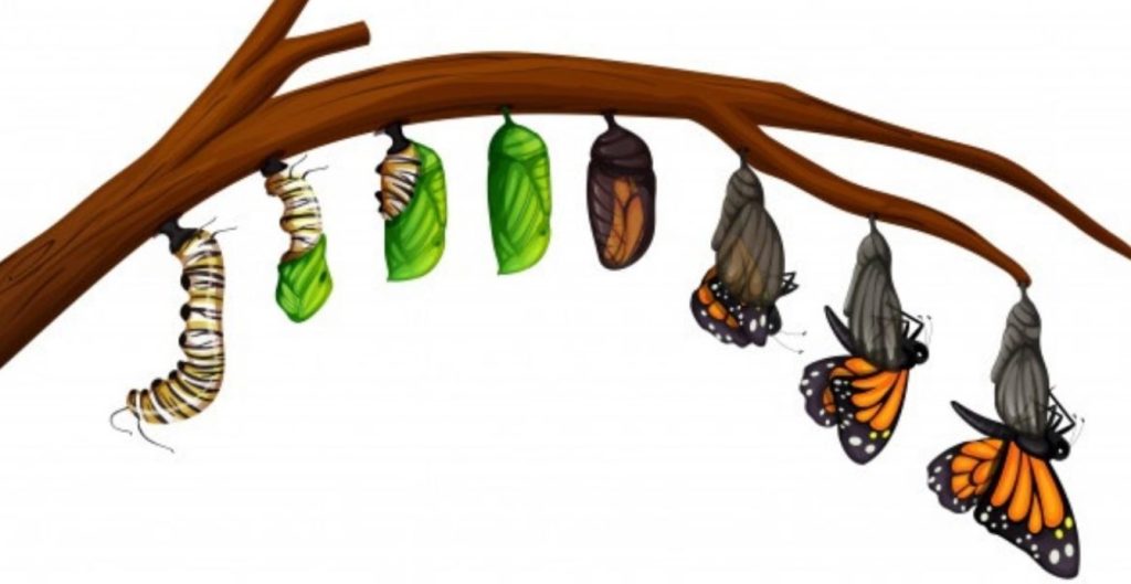 urutan daur hidup kupu-kupu